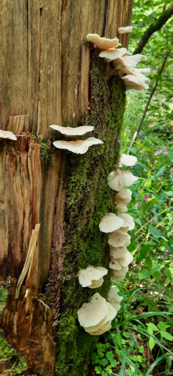 	14 3 Tage auf dem Schluchtensteig im Südschwarzwald